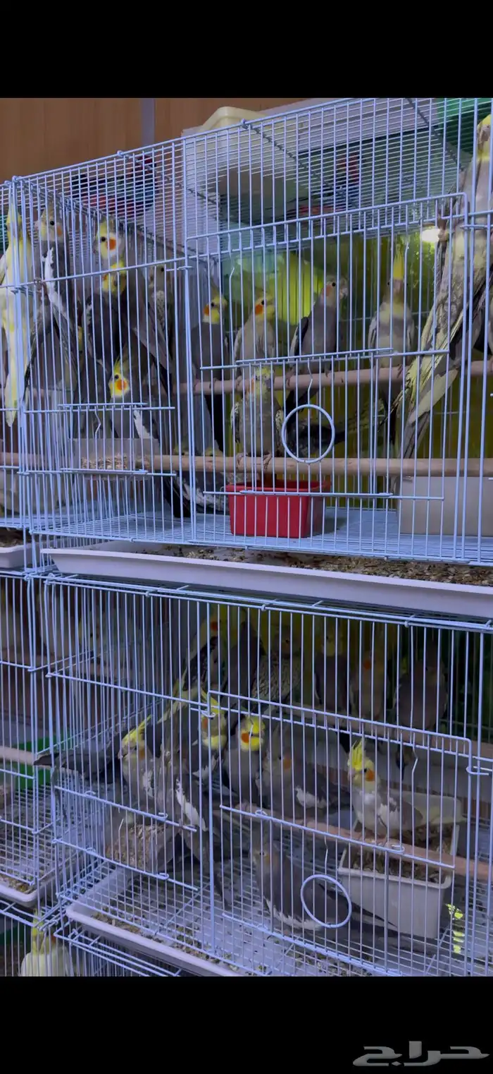 كروان جملة 3