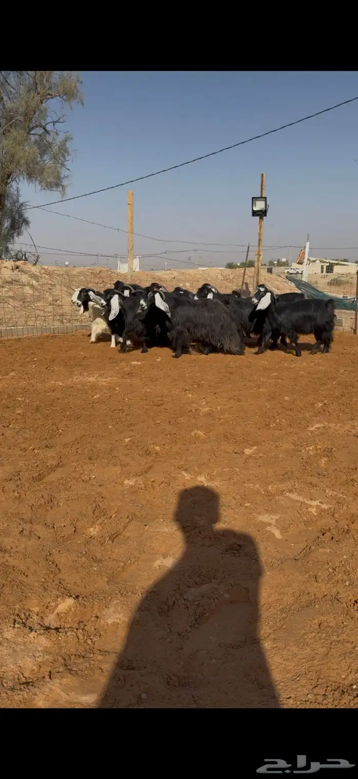 مراح معزا عوارض صنف ضريع ودفيع. 7