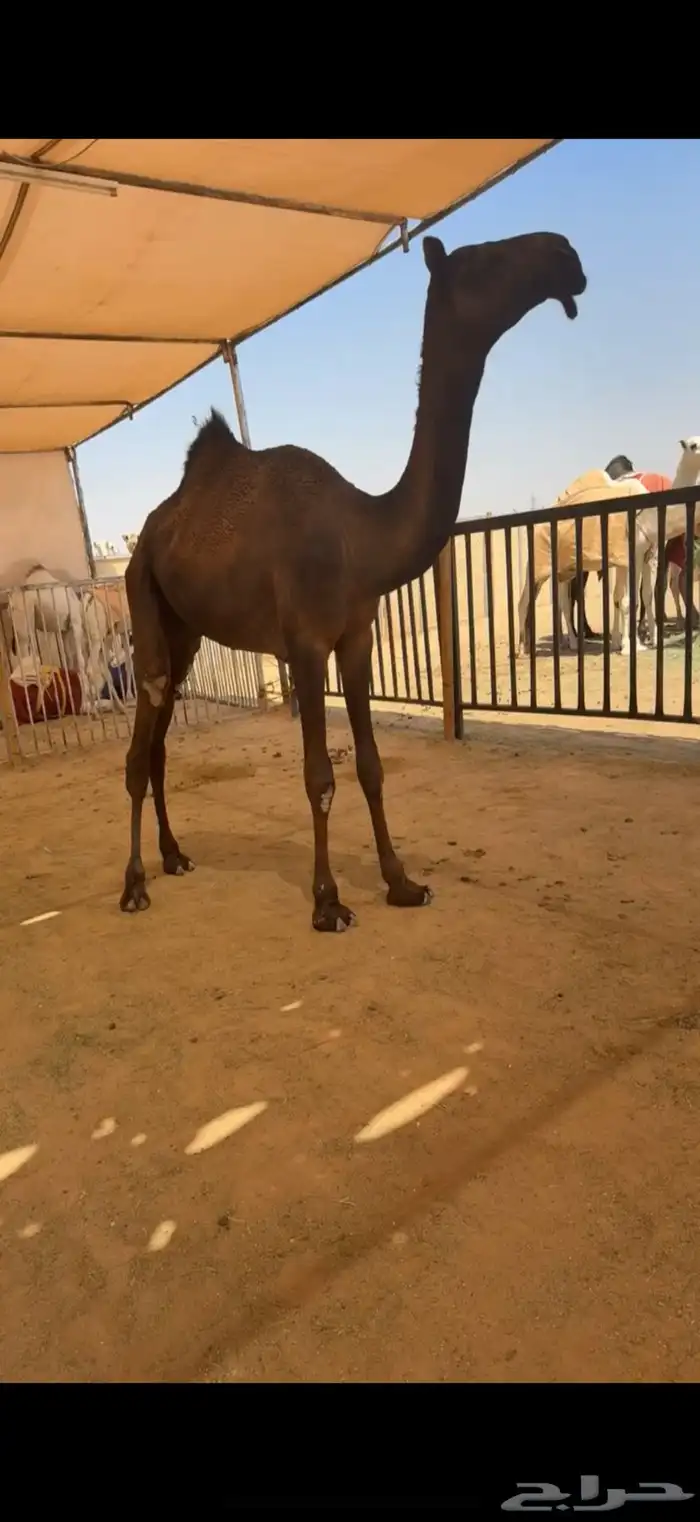 قعود مجهم طيب 0