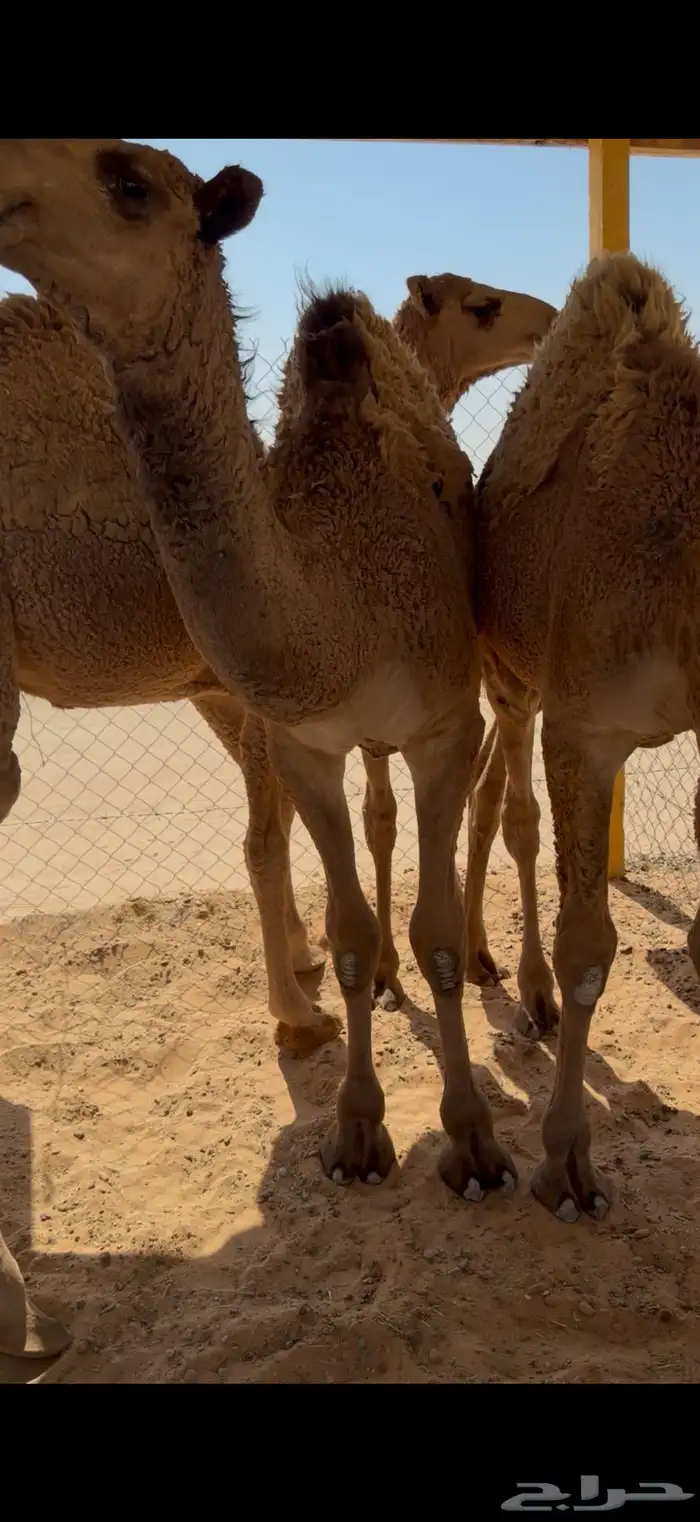 حشو قصب شرق الرياض 2