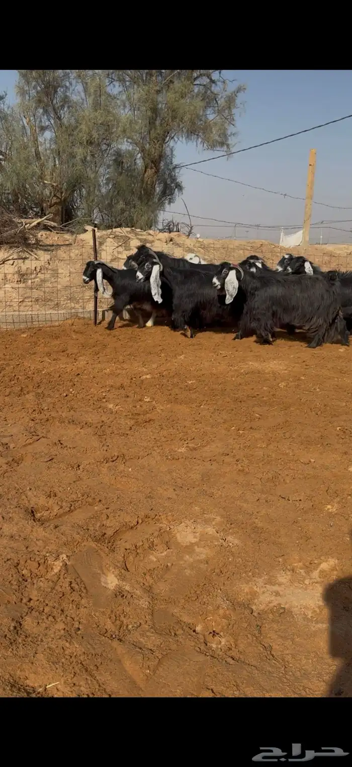 مراح معزا عوارض صنف ضريع ودفيع. 0