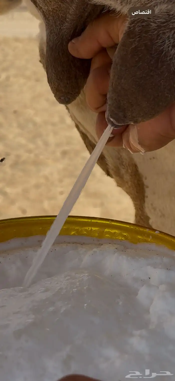 خلفه رمانيه كفو منيح 5