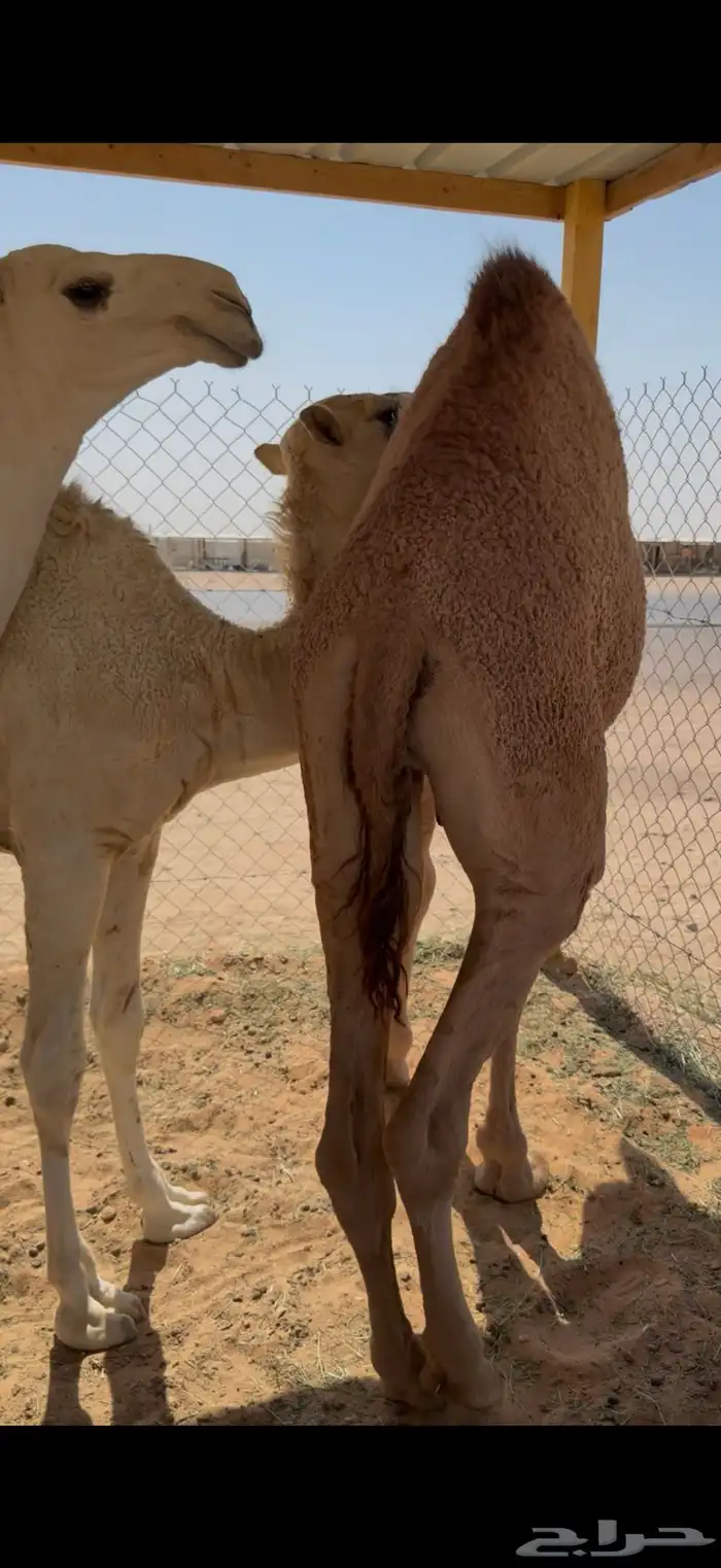 حشو قصب شرق الرياض 4