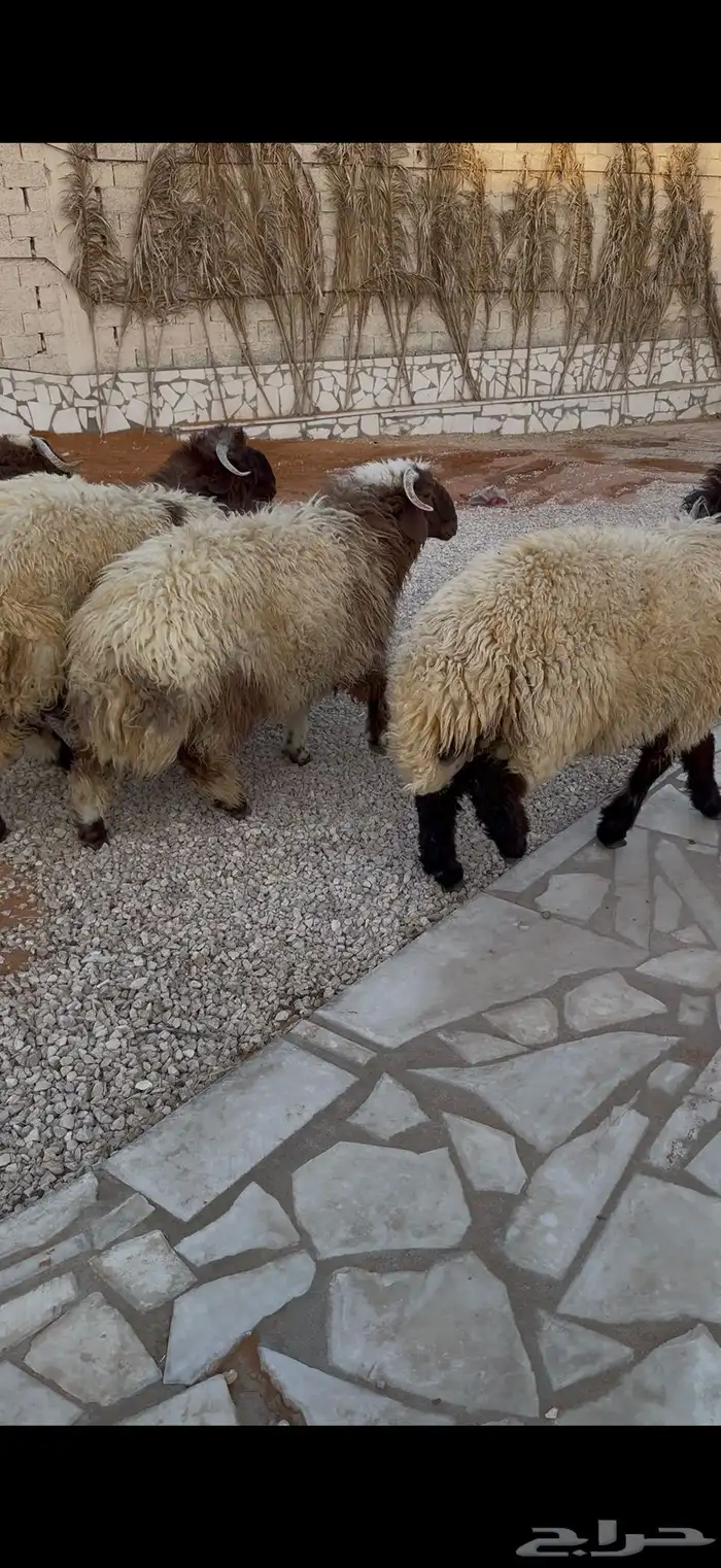 طليان نعيم بلدي جبرات 8