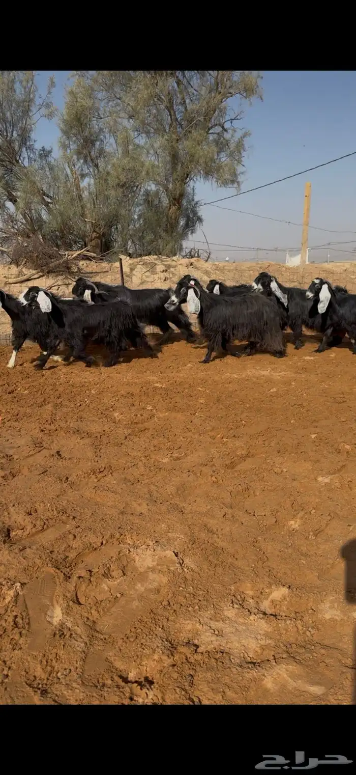 مراح معزا عوارض صنف ضريع ودفيع. 8