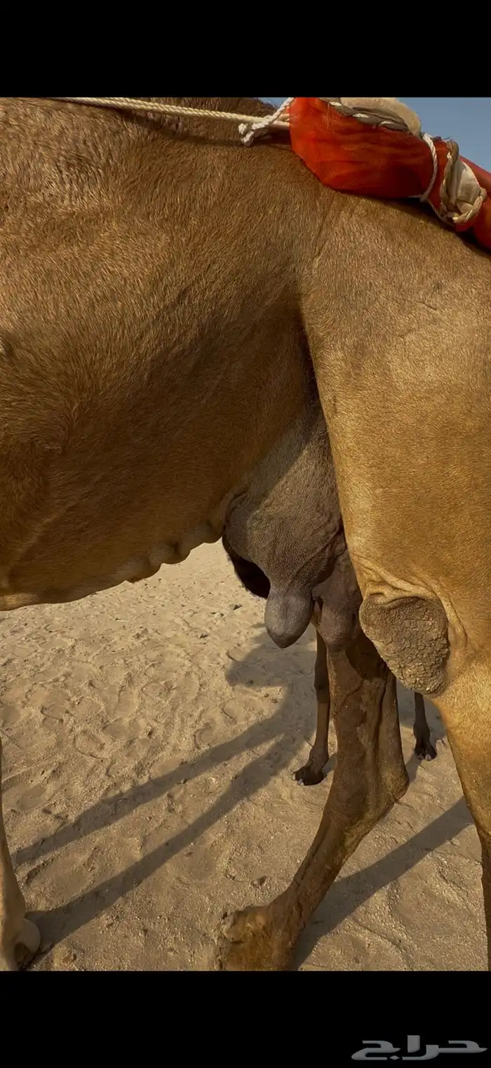 خلفة ساحلية مصغر 2