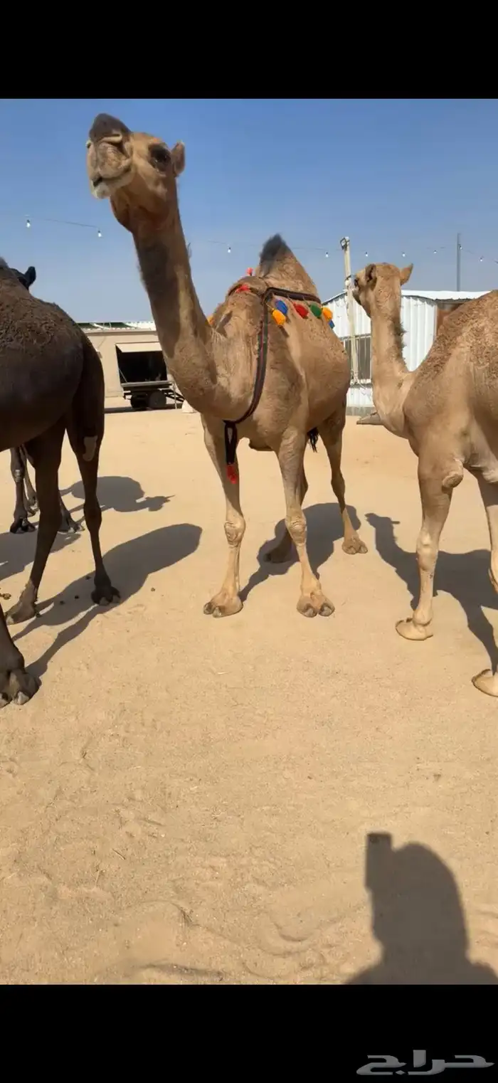 للبيع معشر حمراء 2