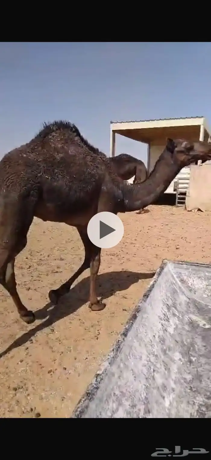 قعدان لباني 0