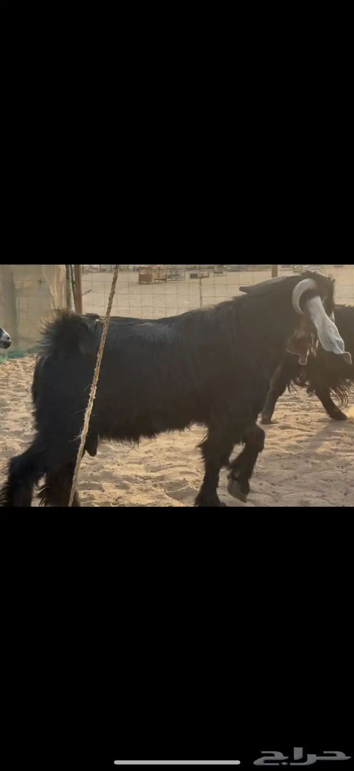 سلام عليكم ورحمة الله وبركاته 4