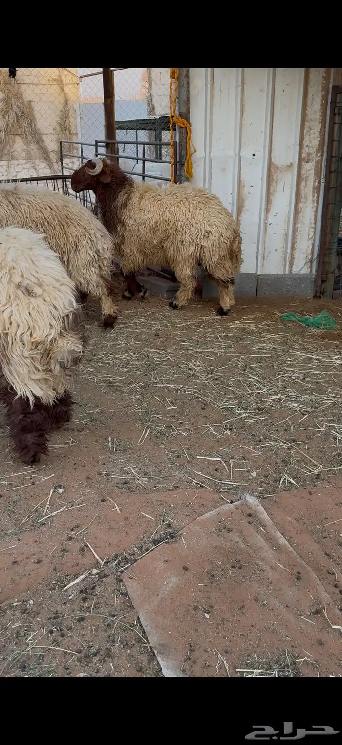 طليان نعيم بلدي جبرات 2