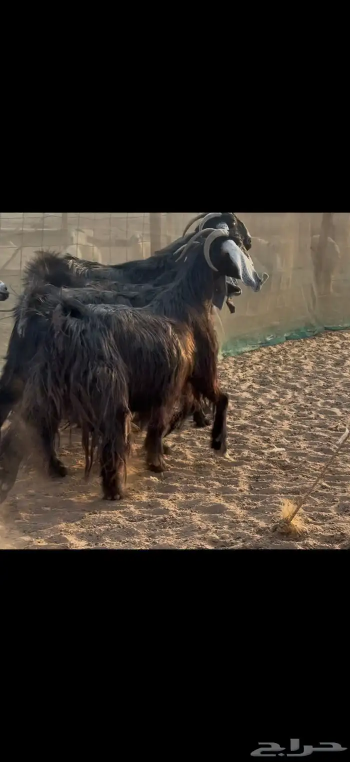 سلام عليكم ورحمة الله وبركاته 1