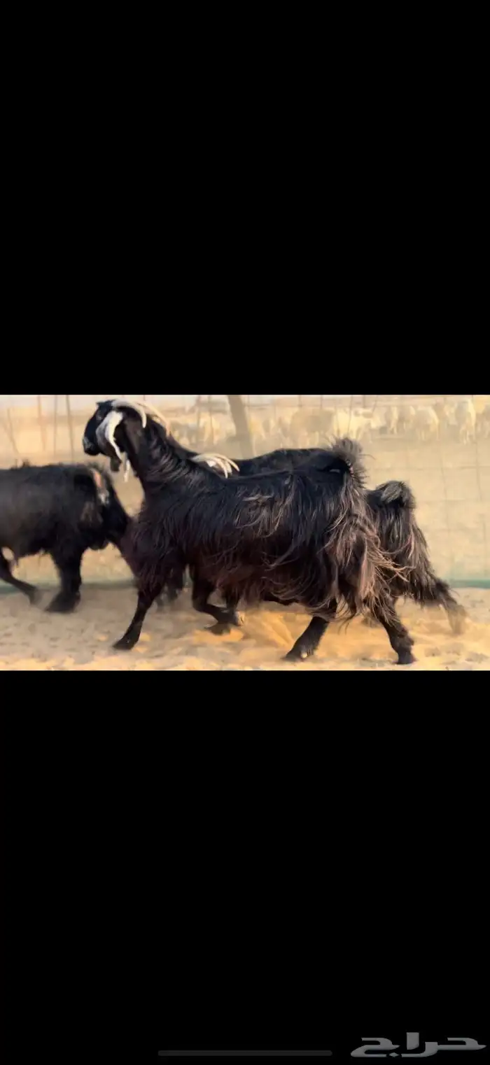 سلام عليكم ورحمة الله وبركاته 0