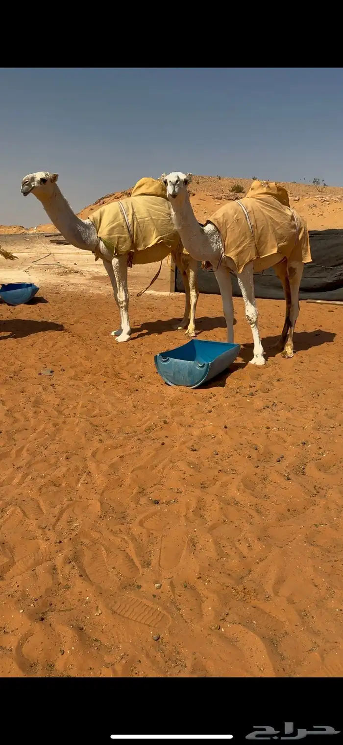 بكرتين وضح كفو 3