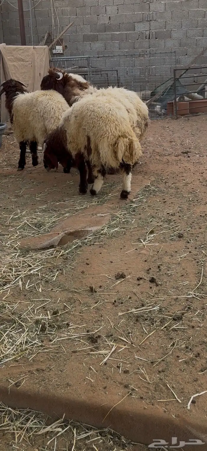 طليان نعيم بلدي جبرات 10