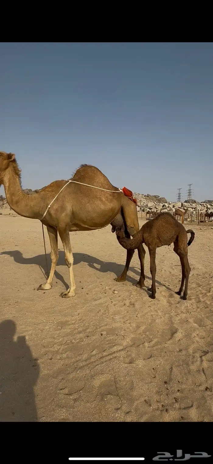 خلفة ساحلية مصغر 1