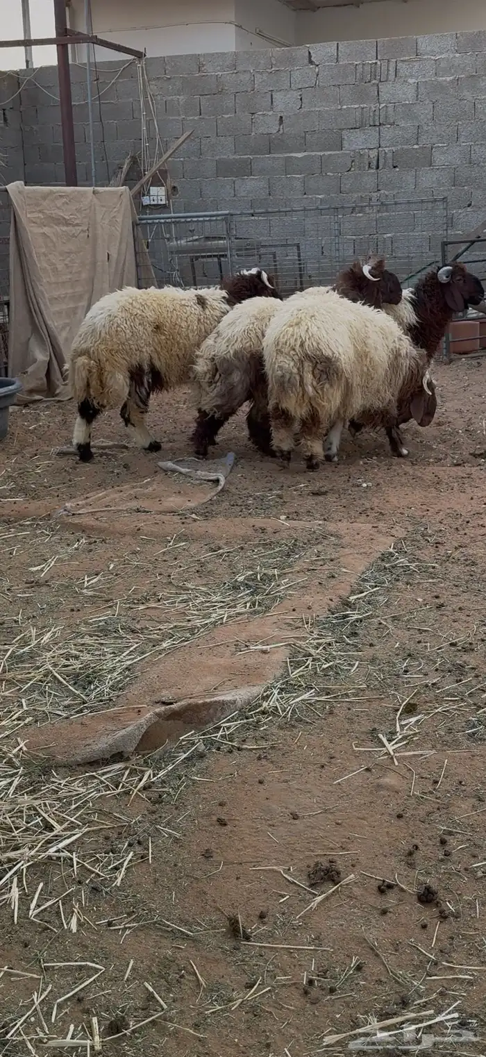 طليان نعيم بلدي جبرات 11