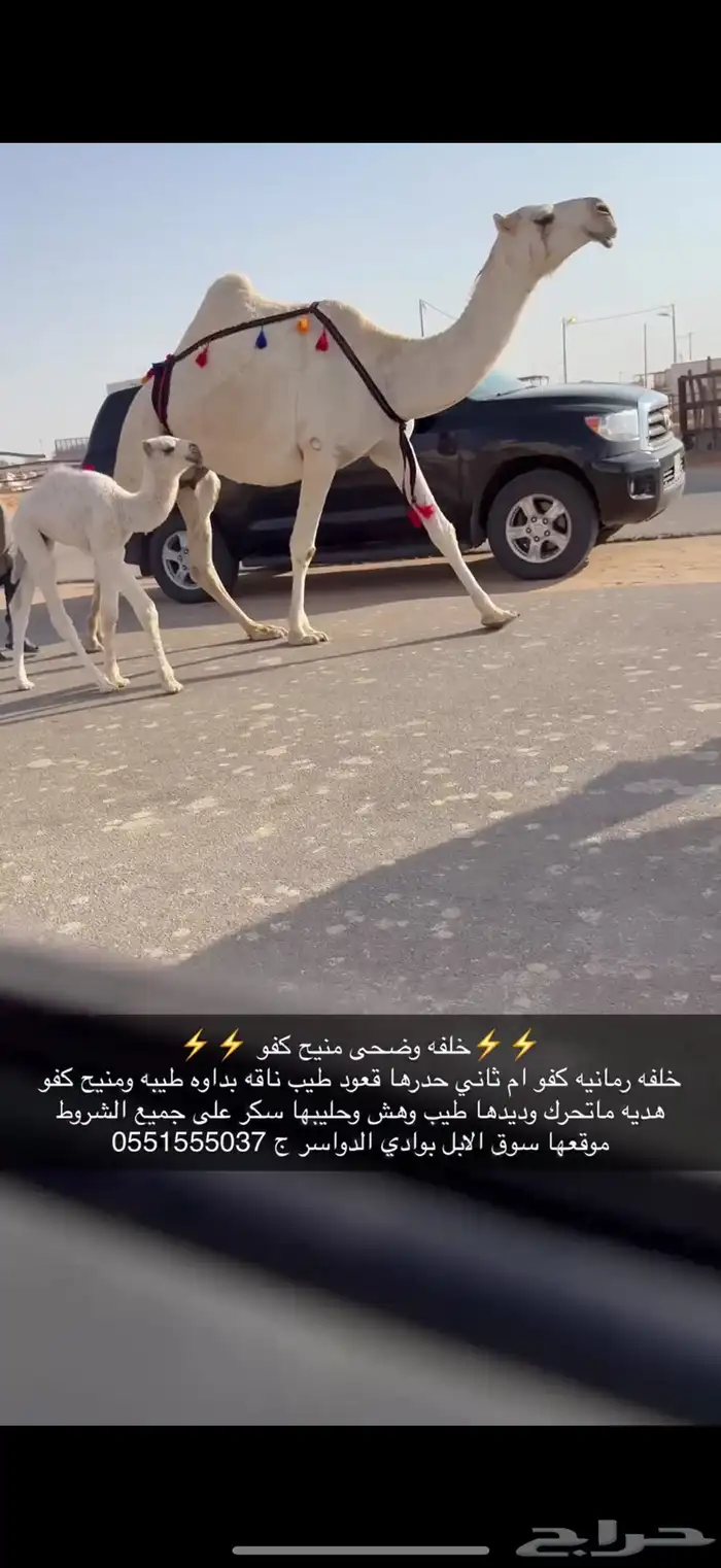 خلفه رمانيه كفو منيح 0