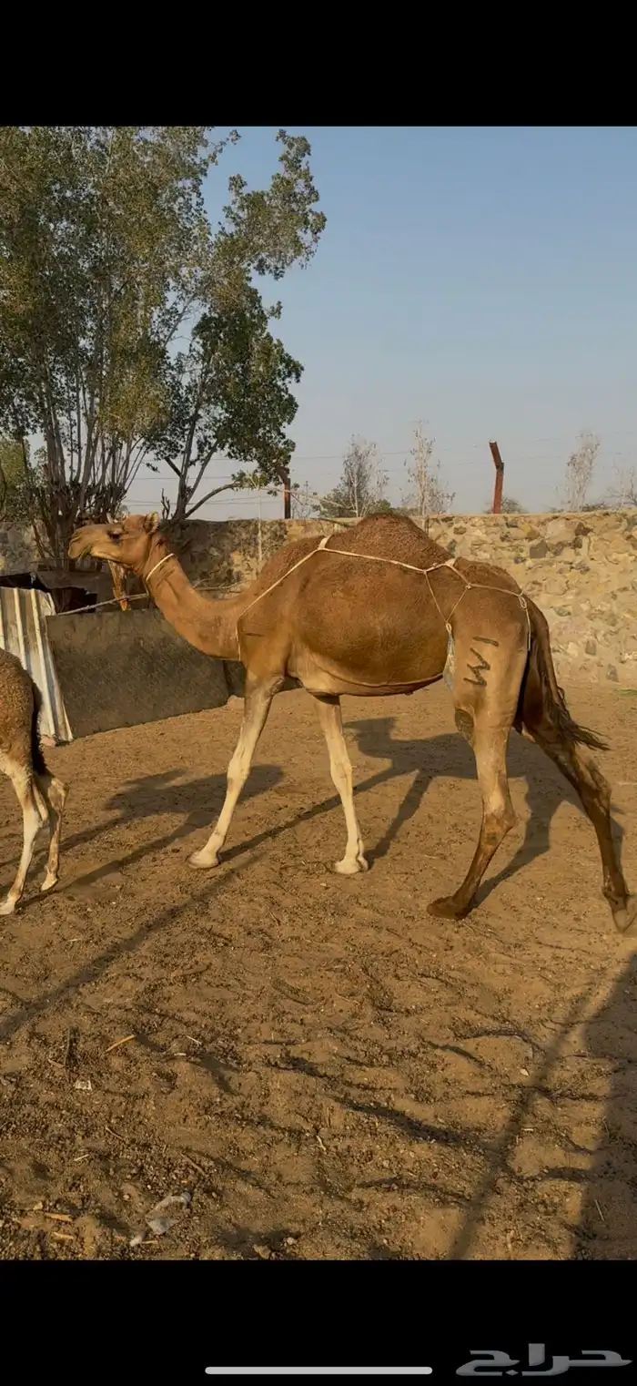 للبيع ابل خلفات حمر دم وسم واحد خوات بعض كفوو 8