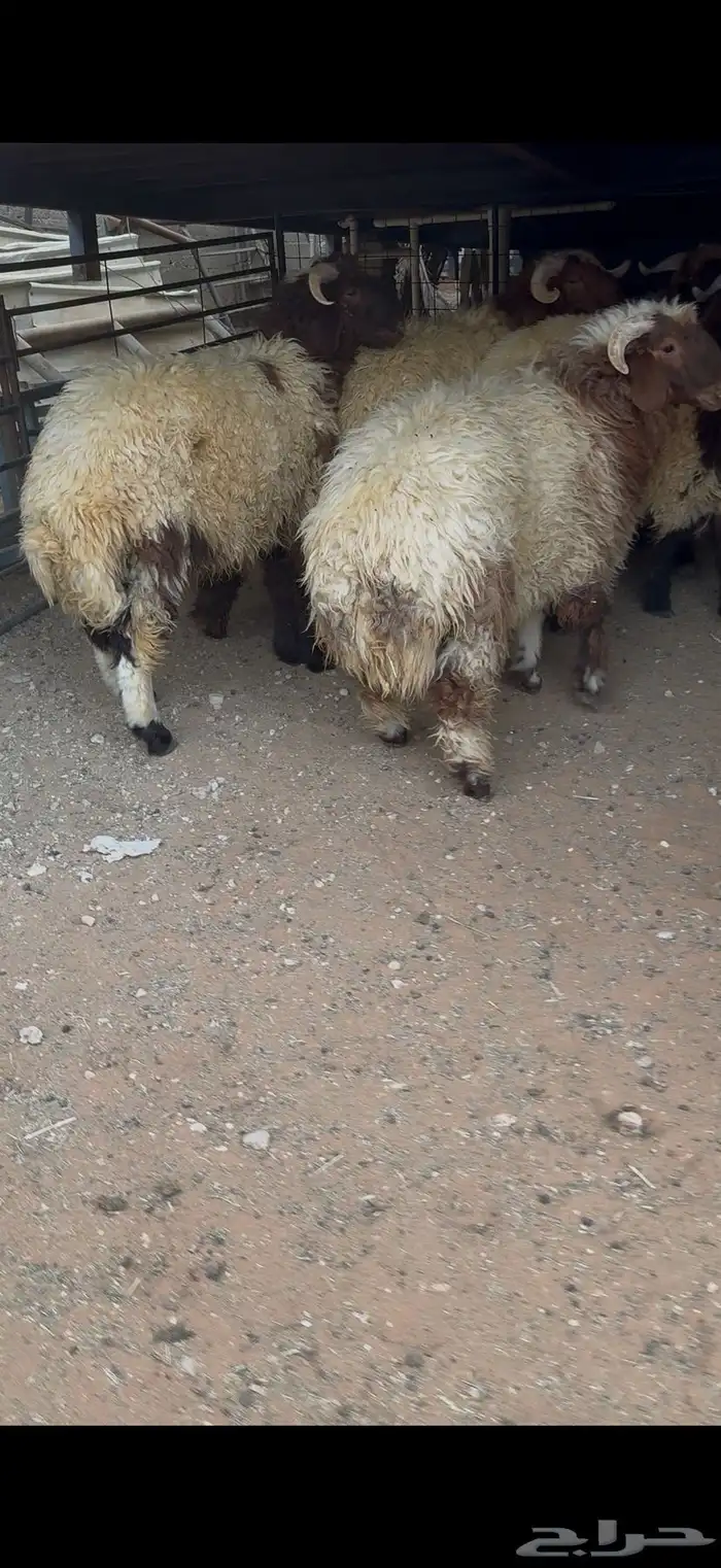 طليان نعيم بلدي جبرات 1