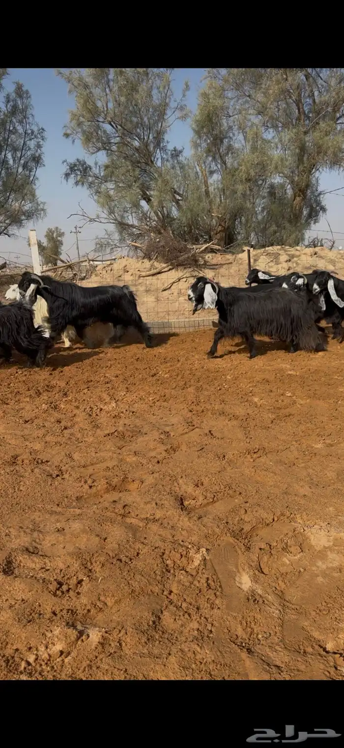 مراح معزا عوارض صنف ضريع ودفيع. 9