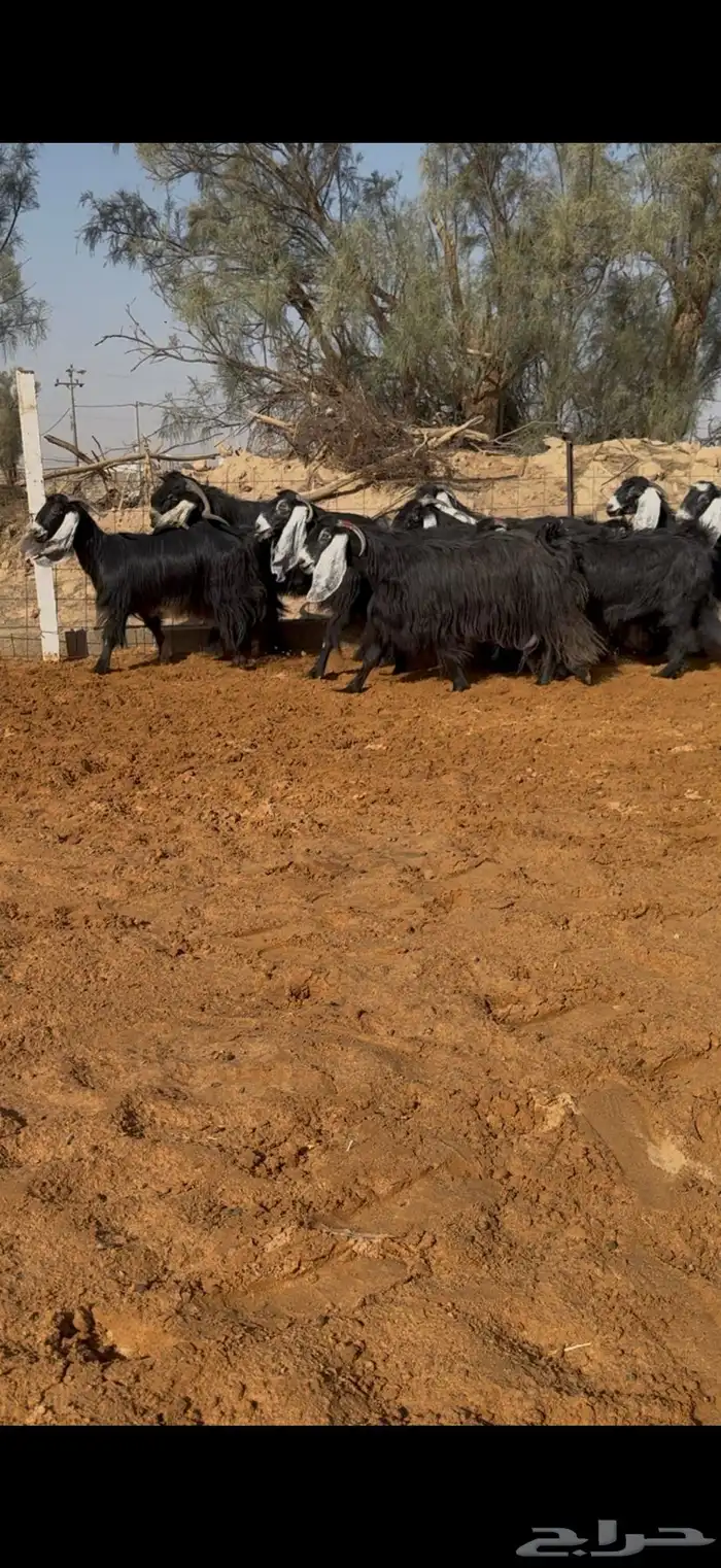 مراح معزا عوارض صنف ضريع ودفيع. 2