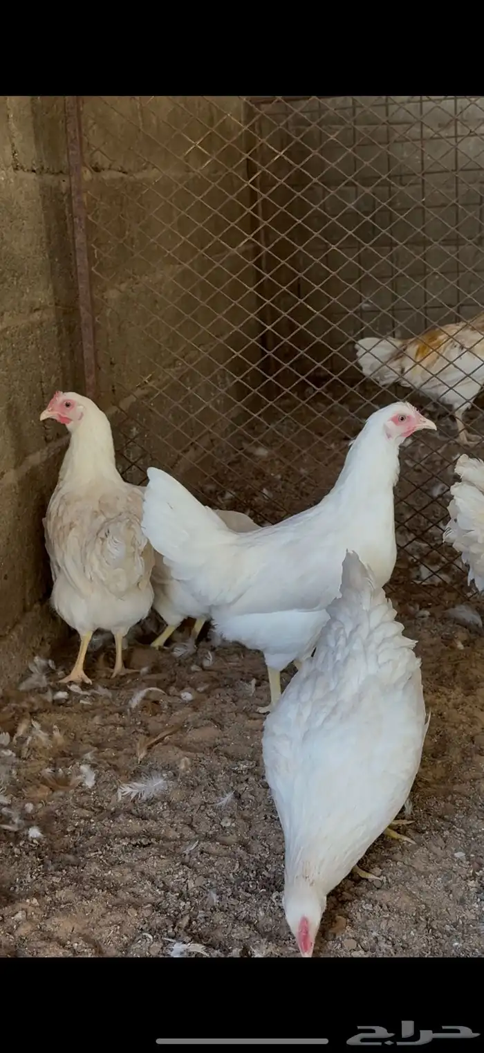 للبيع دجاج لوهمان بياض 2