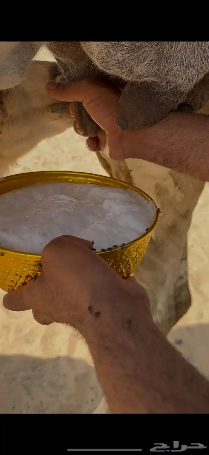 خلفه رمانيه كفو منيح 6