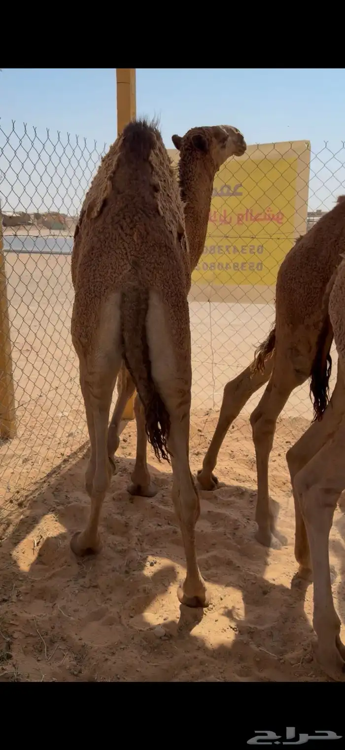 حشو قصب شرق الرياض 1