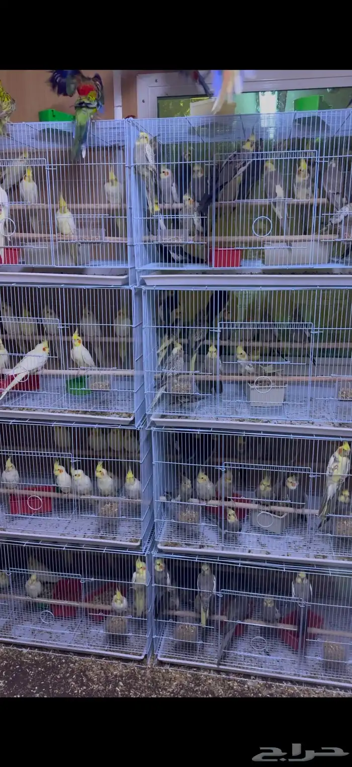 كروان جملة 1