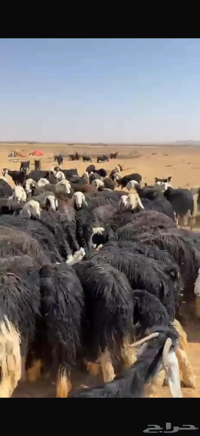 غنم نجد صنف 1