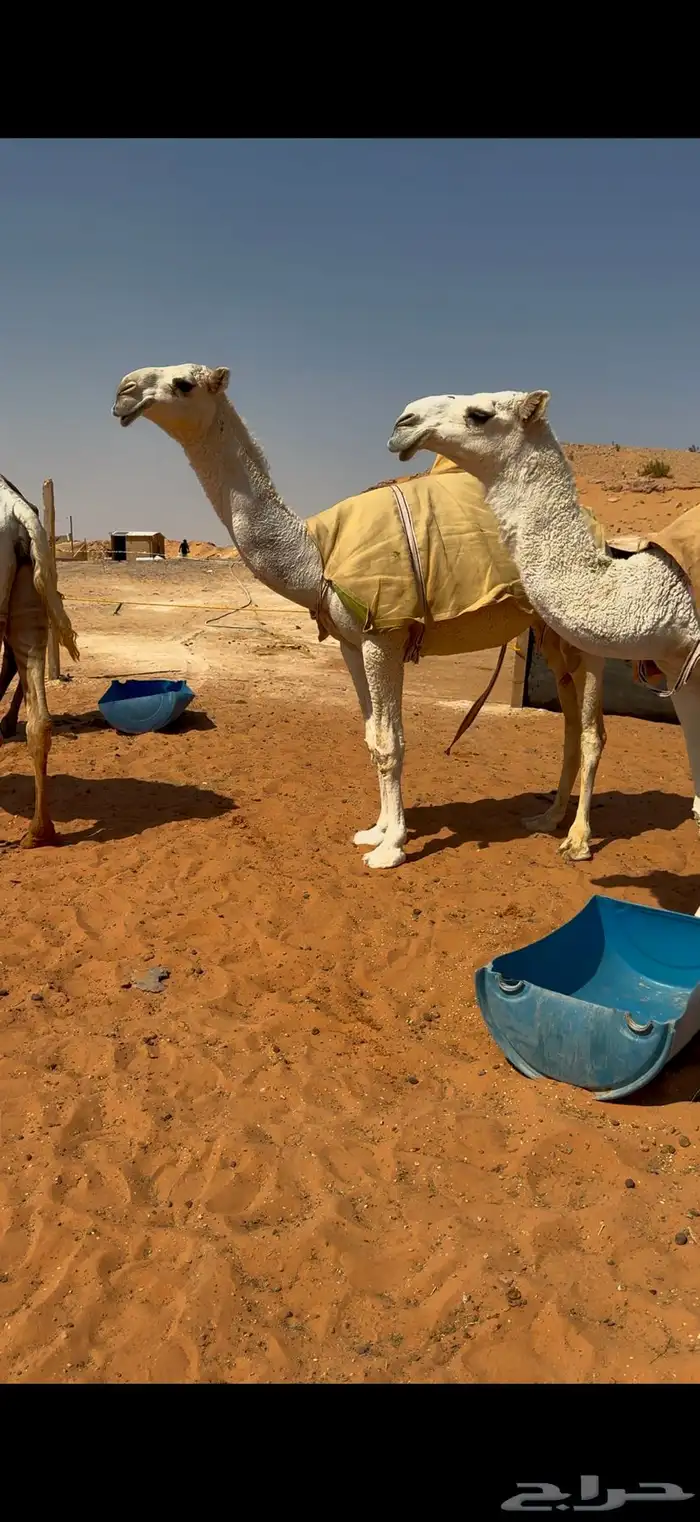 بكرتين وضح كفو 2