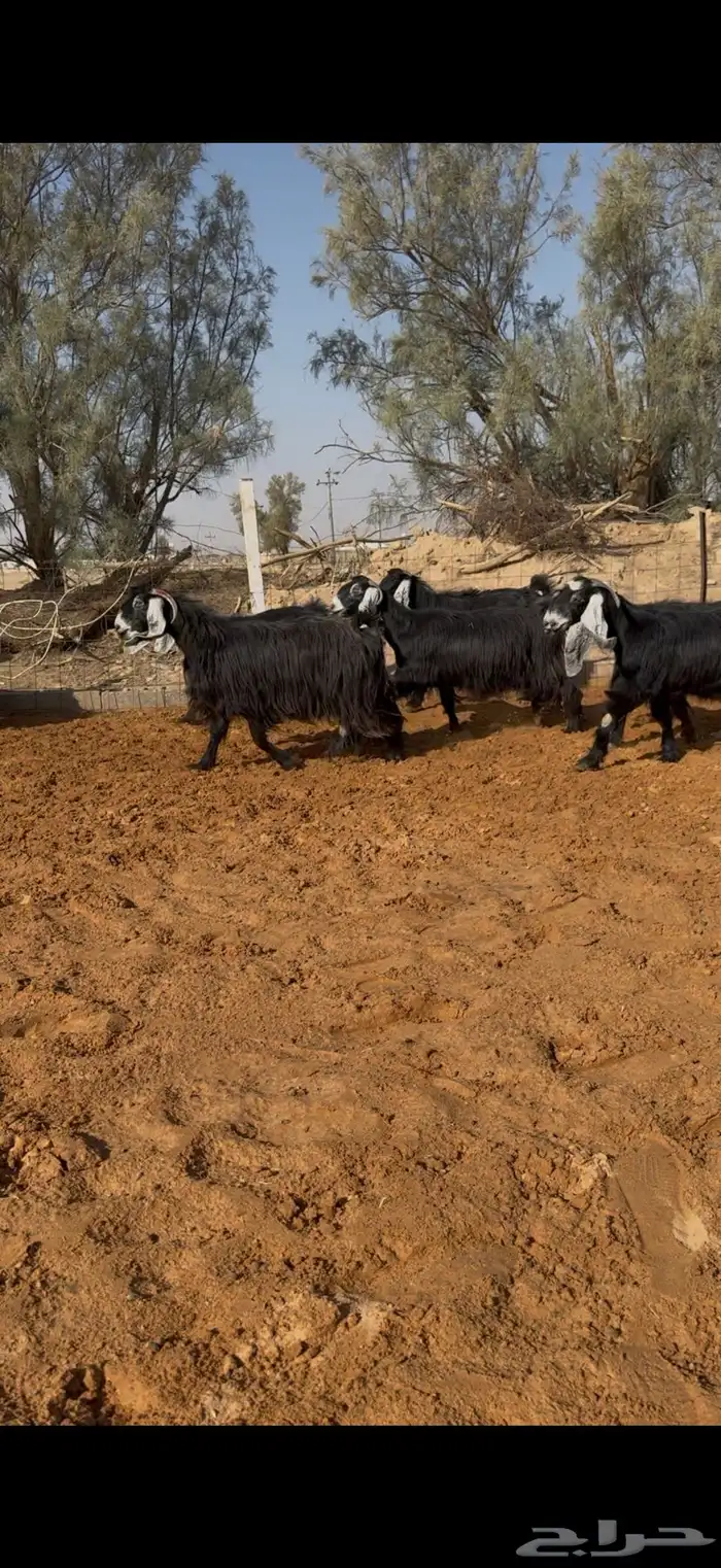 مراح معزا عوارض صنف ضريع ودفيع. 6