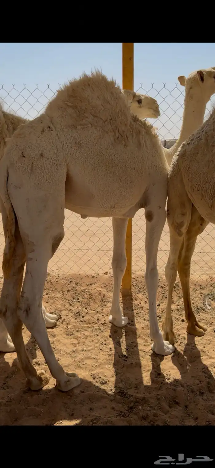 حشو قصب شرق الرياض 5