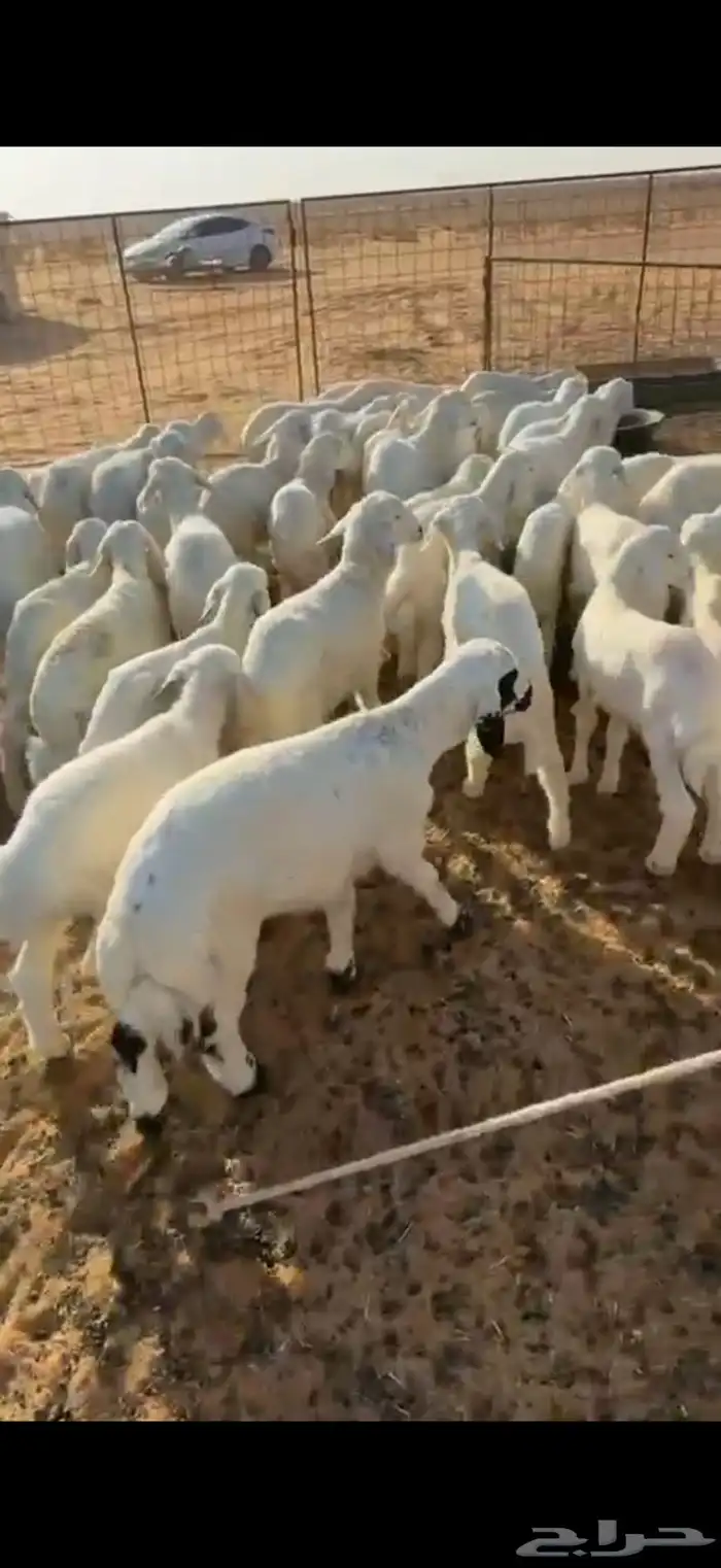 بهم حري العدد 49 أعماره 3 شهور 1