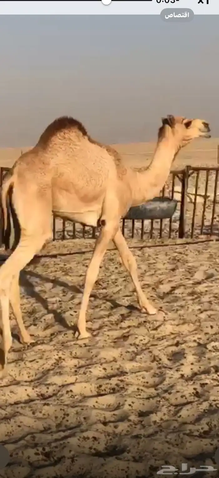 قعود قصب 1
