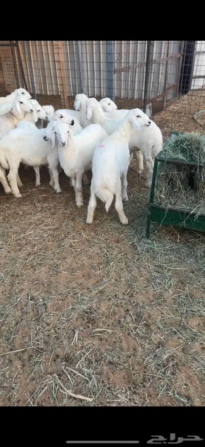 22 هرفي زبده شعره ملكيه 2