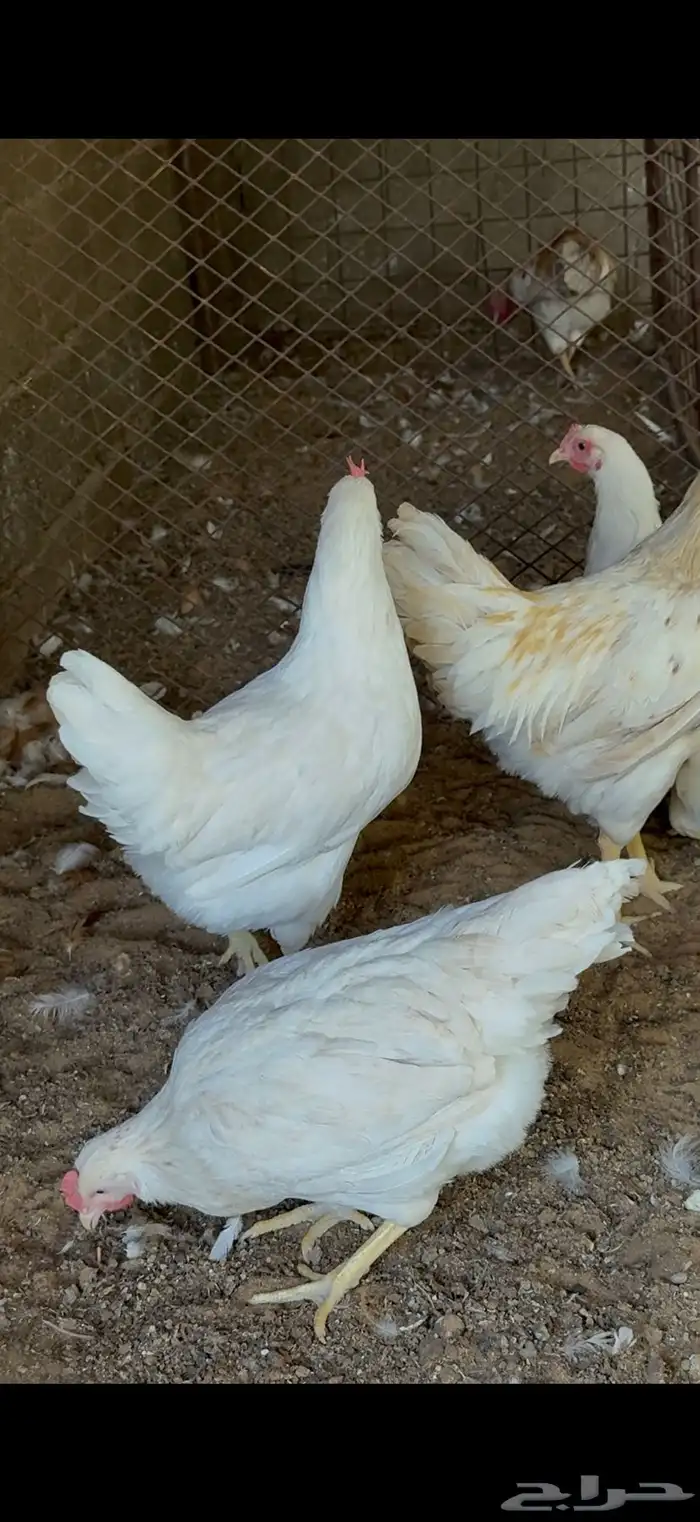 للبيع دجاج لوهمان بياض 1