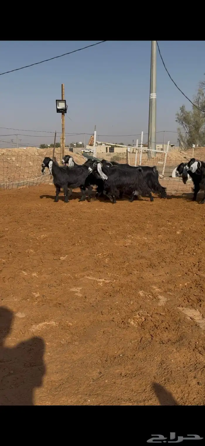 مراح معزا عوارض صنف ضريع ودفيع. 5