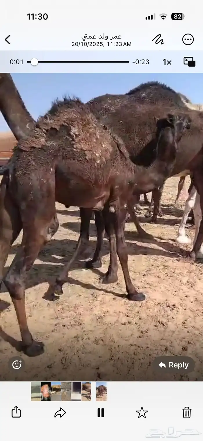 قعدان لباني 1