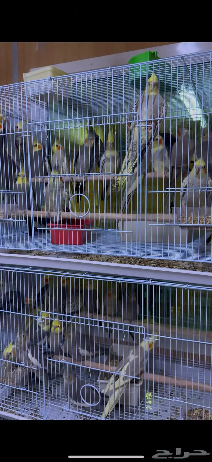 كروان جملة 5