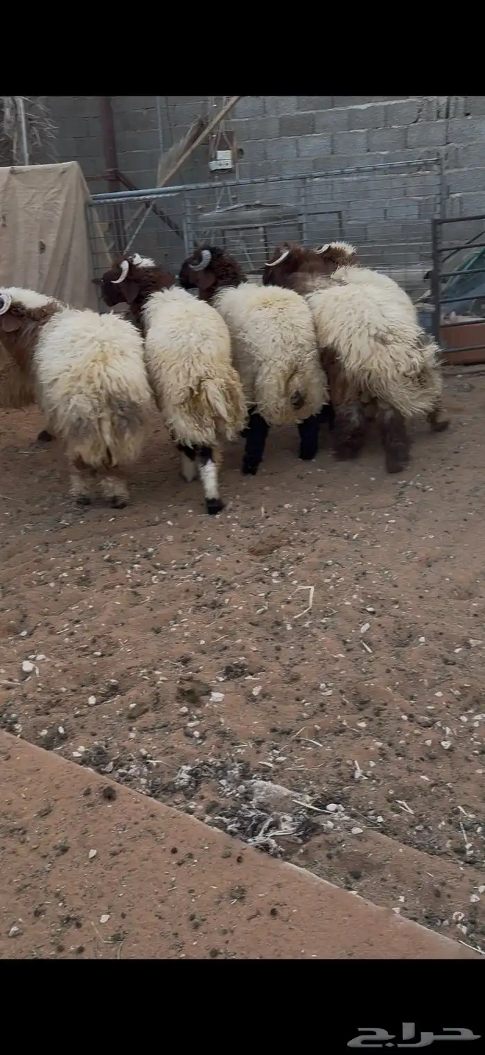 طليان نعيم بلدي جبرات 4