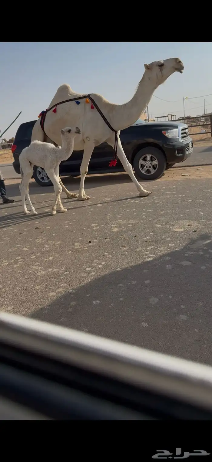 خلفه رمانيه كفو منيح 2