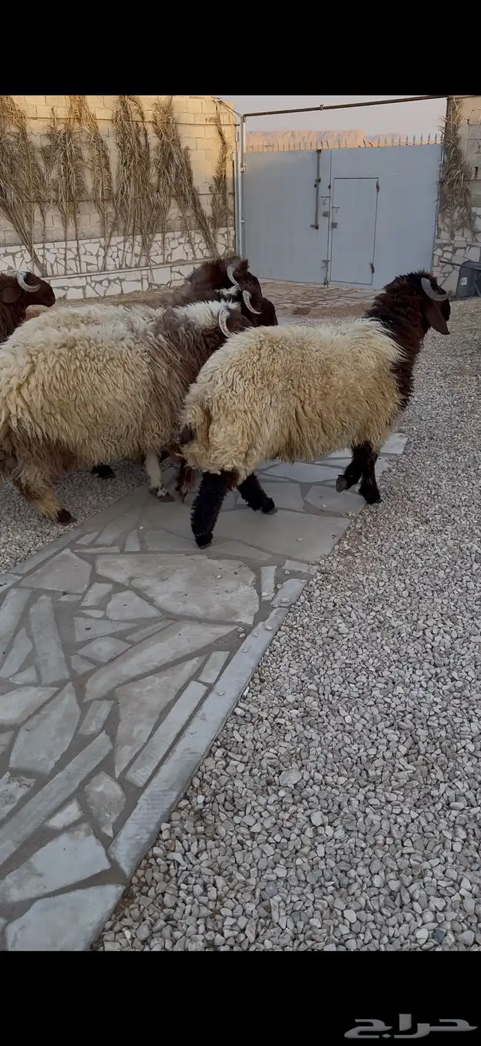 طليان نعيم بلدي جبرات 9