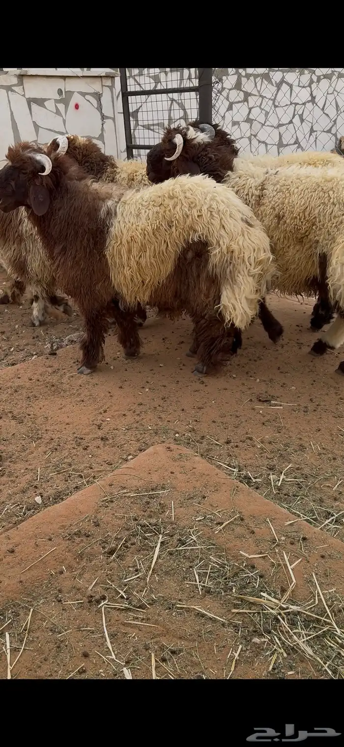 طليان نعيم بلدي جبرات 0