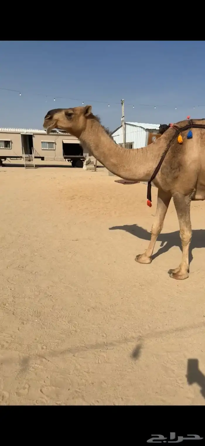 للبيع معشر حمراء 3