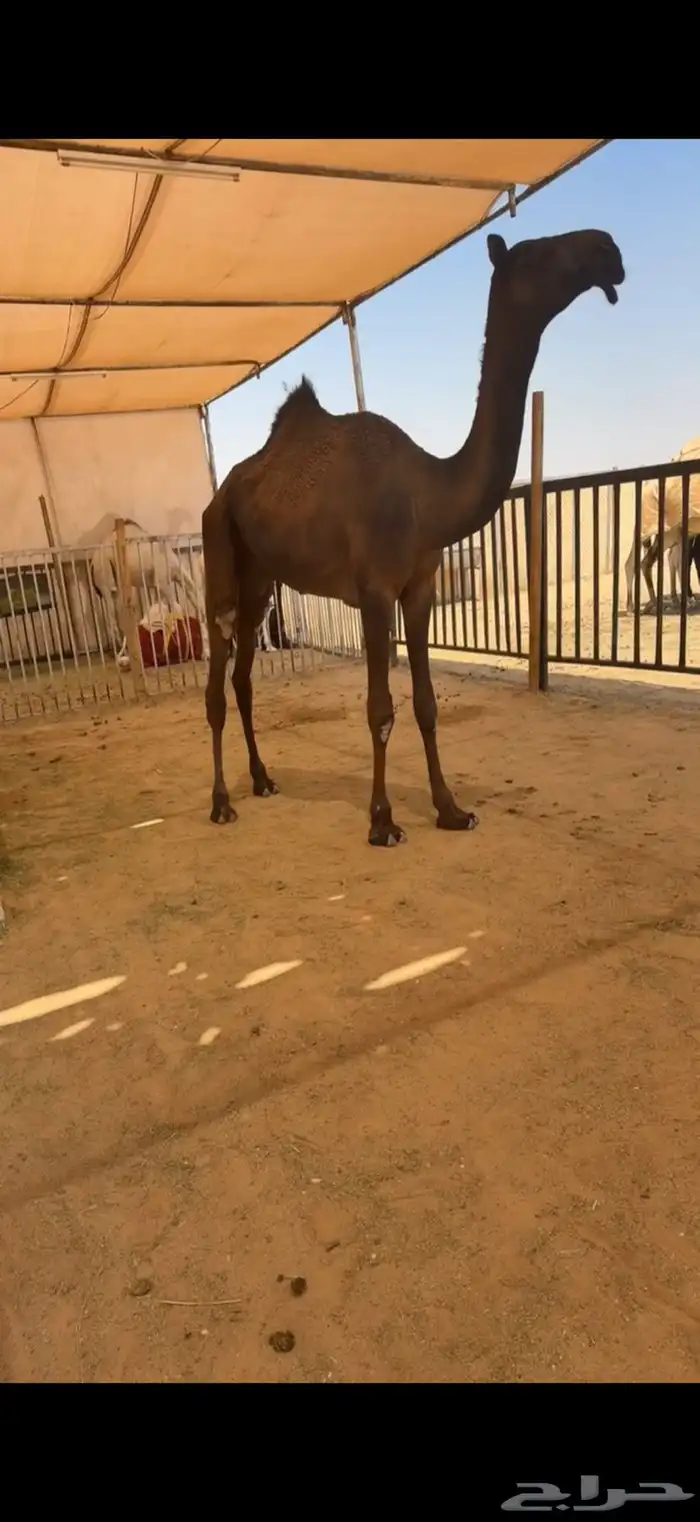 قعود مجهم طيب 1