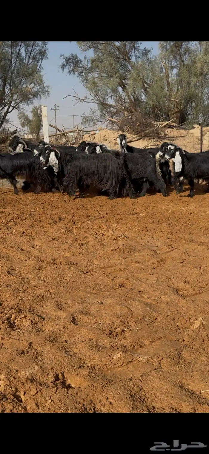 مراح معزا عوارض صنف ضريع ودفيع. 11