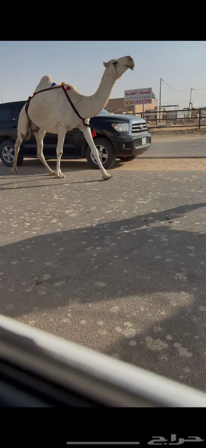 خلفه رمانيه كفو منيح 3