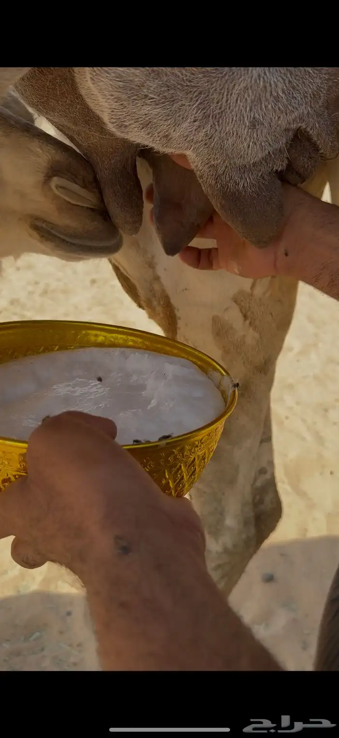 خلفه رمانيه كفو منيح 4