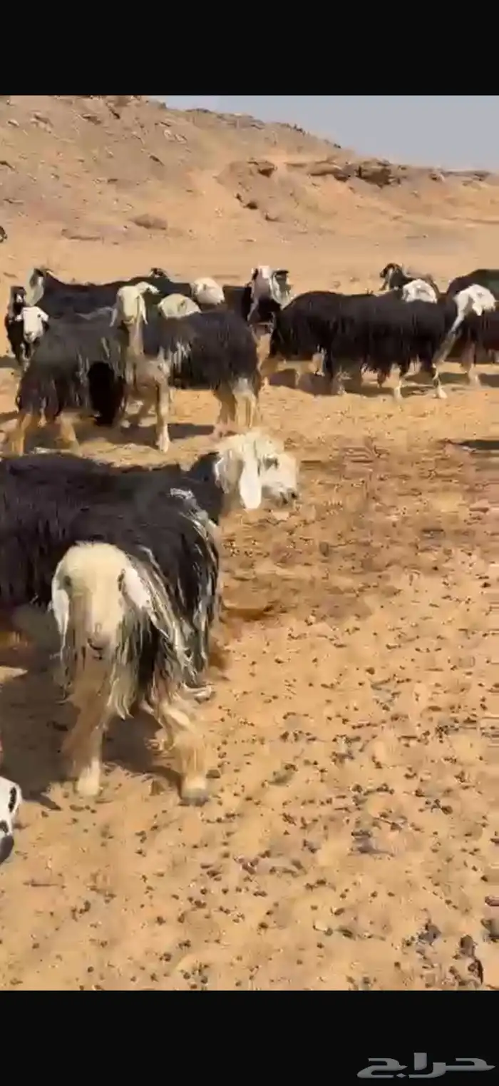 غنم نجد صنف 0